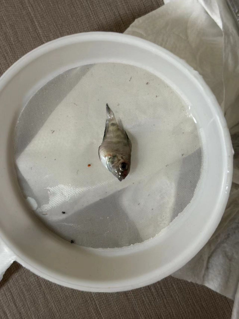 迷你鸚鵡魚苗最近陸續(xù)死掉（各位這么大的魚苗都是選的什么食物）