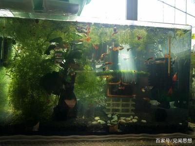 魚缸的水渾濁怎么清理（魚缸水渾濁怎么清理） 魚缸百科 第4張