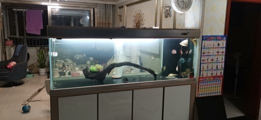 龍魚缸什么品牌好（龍魚缸什么品牌好,在選擇龍魚缸時除了考慮品牌還需要考慮品牌） 魚缸百科 第2張