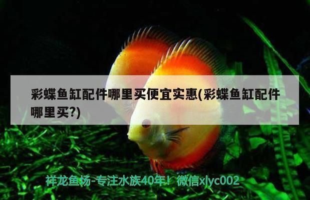 魚缸過濾器的安裝方法視頻（如何安裝魚缸過濾器） 魚缸百科 第1張