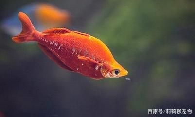 魚(yú)缸里的魚(yú)好漂亮發(fā)個(gè)朋友圈怎樣說(shuō)（魚(yú)缸里的魚(yú)好漂亮） 魚(yú)缸百科 第1張