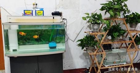 魚缸過濾器怎樣安裝（魚缸過濾器安裝方法）