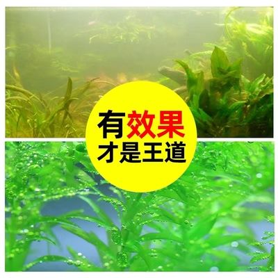 魚缸怎么去除綠藻小妙招（魚缸怎么去除綠藻）