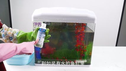 魚缸綠藻怎么清除視頻（清除魚缸綠藻的方法） 魚缸百科 第1張