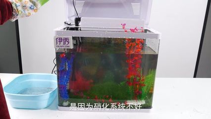 魚缸綠藻怎么清除視頻（清除魚缸綠藻的方法） 魚缸百科 第2張