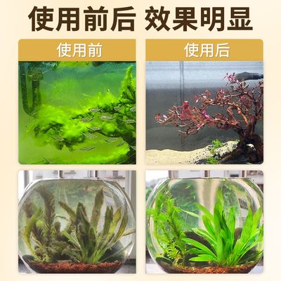 魚缸綠藻怎么徹底消滅最簡單方法（魚缸綠藻怎么徹底消滅） 魚缸百科 第4張