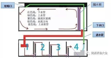 魚缸的擺放位置和方向怎么選（魚缸擺放位置和方向怎么選魚缸的擺放位置和方向怎么選） 魚缸百科 第5張