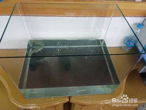 品茶觀魚~目測28極品（品茶觀魚~目測28極品,北京老寧評論：真棒） 觀賞魚論壇 第3張