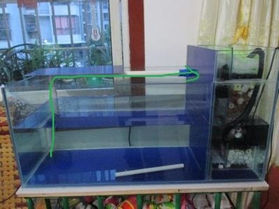 品茶觀魚~目測28極品（品茶觀魚~目測28極品,北京老寧評論：真棒） 觀賞魚論壇 第5張