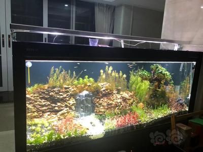 龍魚缸圖片大全圖（高清龍魚魚缸背景圖片大全）