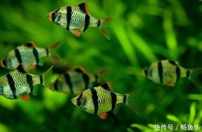 魚(yú)缸里長(zhǎng)綠藻是好是壞（魚(yú)缸里長(zhǎng)綠藻是好是壞魚(yú)缸里長(zhǎng)綠藻的情況可以從多個(gè)角度來(lái)評(píng)估） 魚(yú)缸百科 第4張