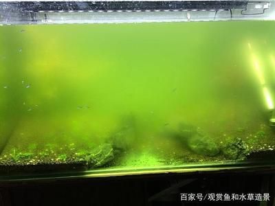 魚缸擺放位置？（魚缸擺放位置） 魚缸百科 第4張