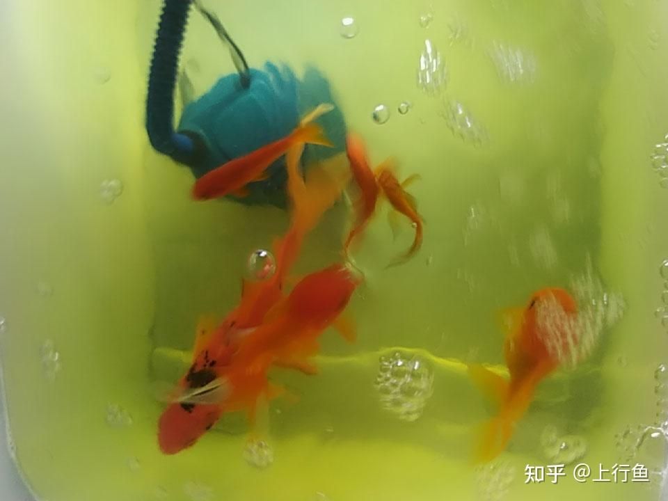 魚缸的水發(fā)黃怎么辦怎么變清（魚缸水發(fā)黃怎么辦）