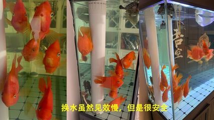 魚缸的水發(fā)黃怎么辦怎么變清（魚缸水發(fā)黃怎么辦）