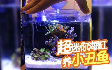 彩蝶魚(yú)缸新款（彩蝶新款魚(yú)缸具有多種型號(hào)和尺寸滿(mǎn)足不同用戶(hù)需求） 魚(yú)缸百科 第4張