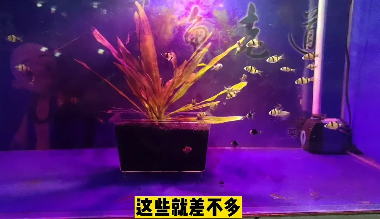 魚缸水渾濁怎么變清高錳酸鉀（魚缸水渾濁怎么變清） 魚缸百科 第5張