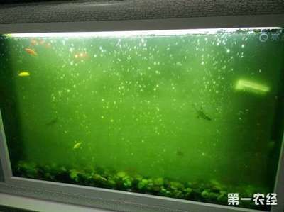 魚缸里面長綠藻怎么樣處理干凈（魚缸里長綠藻怎么處理干凈魚缸里長綠藻怎么處理干凈） 魚缸百科 第4張