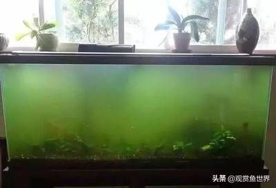 如何清除魚缸壁上的綠苔（如何清除魚缸壁上的綠苔,清除魚缸壁上的綠苔是一項(xiàng)常見且必要的維護(hù)工作） 魚缸百科 第5張