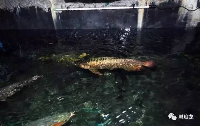 魚缸水渾濁的原因及處理辦法（魚缸水渾濁怎么辦） 魚缸百科 第5張