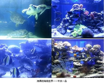 上海魚缸品牌十大排名（上海魚缸品牌十大排名上海魚缸品牌十大排名）