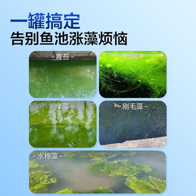 魚缸里面長綠藻怎么樣防治處理（魚缸里長綠藻怎么樣防治處理魚缸里長綠藻怎么樣） 魚缸百科 第5張