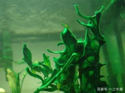 魚缸里長綠藻是什么原因（魚缸里長綠藻怎么辦） 魚缸百科 第3張