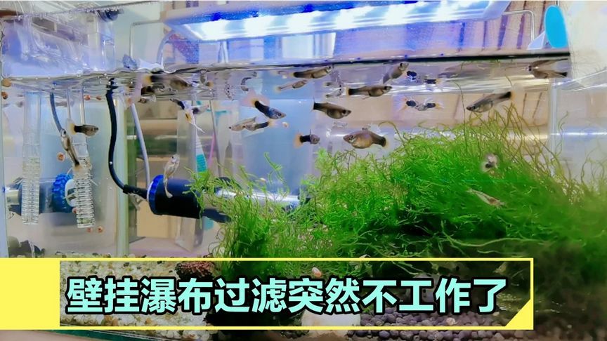 魚缸過濾器突然不工作了（魚缸過濾器突然不工作了怎么辦） 魚缸百科 第5張