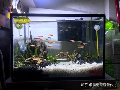 好點的魚缸（好點的魚缸,通過以上信息幫助您選擇到合適的魚缸） 魚缸百科 第4張