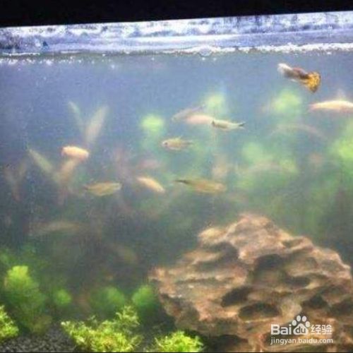 魚缸水渾濁怎么辦？（魚缸水渾濁怎么辦） 魚缸百科 第4張