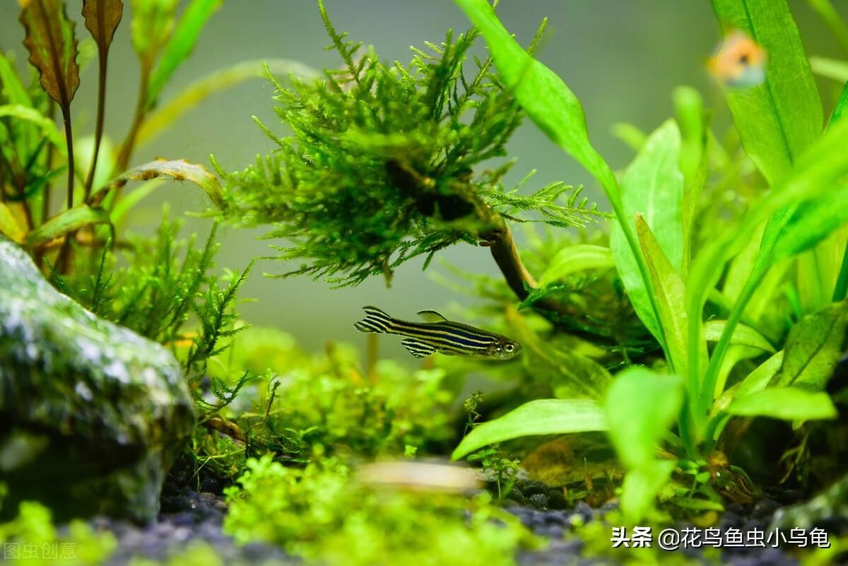 新手養(yǎng)魚魚缸水渾濁怎么變清（新手養(yǎng)魚魚缸水渾濁怎么變清魚缸水渾濁怎么變清）