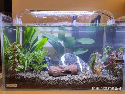 新手養(yǎng)魚魚缸水渾濁怎么變清（新手養(yǎng)魚魚缸水渾濁怎么變清魚缸水渾濁怎么變清）