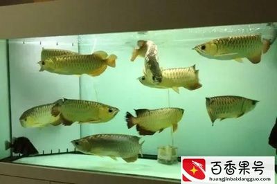 新手養(yǎng)魚魚缸水渾濁怎么變清（新手養(yǎng)魚魚缸水渾濁怎么變清魚缸水渾濁怎么變清）