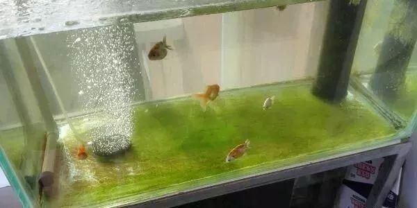 龍魚缸里長褐苔好不好（龍魚缸里長褐苔好不好龍魚缸里長褐苔好不好） 魚缸百科 第1張