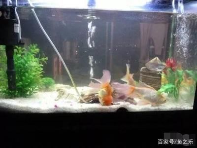 魚缸過濾器里面的水怎么放出來？（魚缸過濾器里面的水怎么放出來） 魚缸百科 第1張