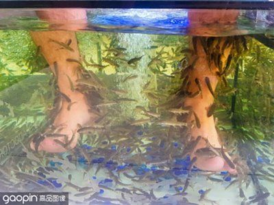 魚缸需多久換水（魚缸換水的頻率取決于多種因素，） 魚缸百科 第4張