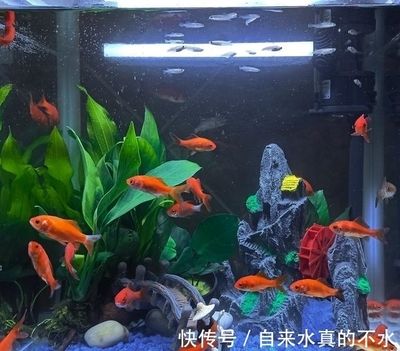 觀賞魚缸水渾濁原因和解決方案（觀賞魚缸水渾濁原因和解決方案微生物過多,光照問題） 魚缸百科 第4張