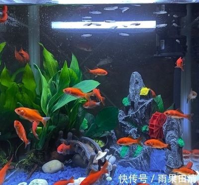 觀賞魚缸水渾濁原因和解決方案（觀賞魚缸水渾濁原因和解決方案微生物過多,光照問題）