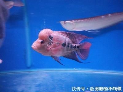 魚(yú)缸需要徹底換水嗎（魚(yú)缸需要徹底換水嗎魚(yú)缸是否需要徹底換水取決于多種因素） 魚(yú)缸百科 第4張