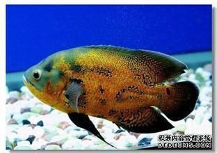 魚缸增氧泵需要一直開著嗎（魚缸增氧泵是否需要一直開著） 魚缸百科 第4張