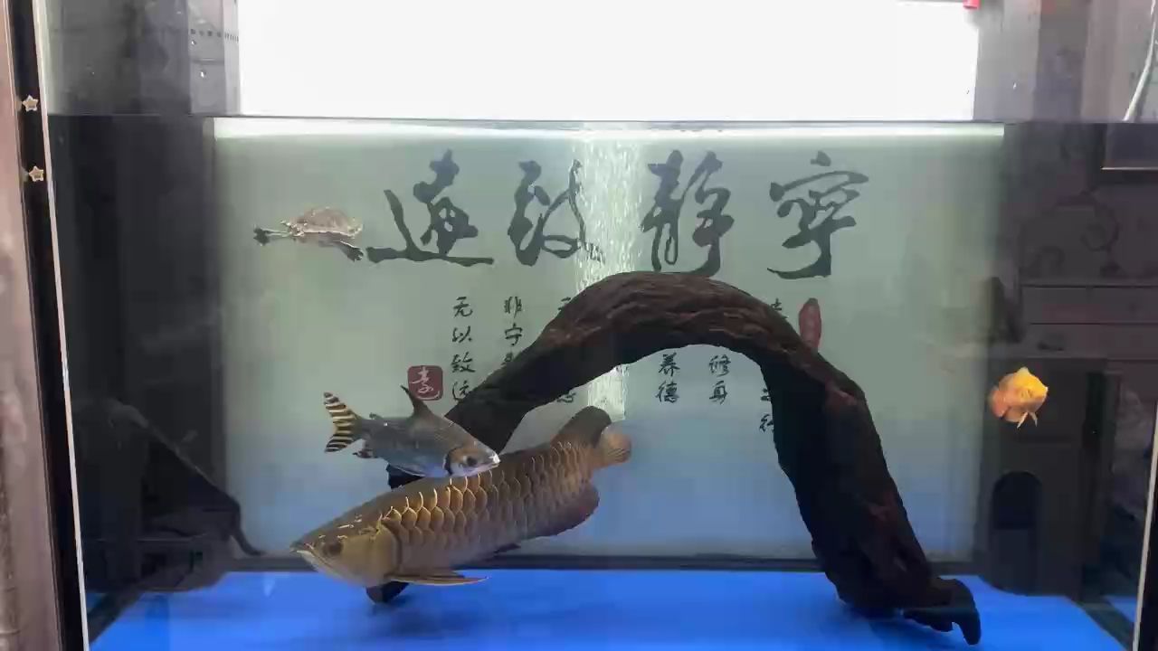 龍魚狀態(tài)不好，食欲不振、趴窩（養(yǎng)了一個多月的小貓咪）