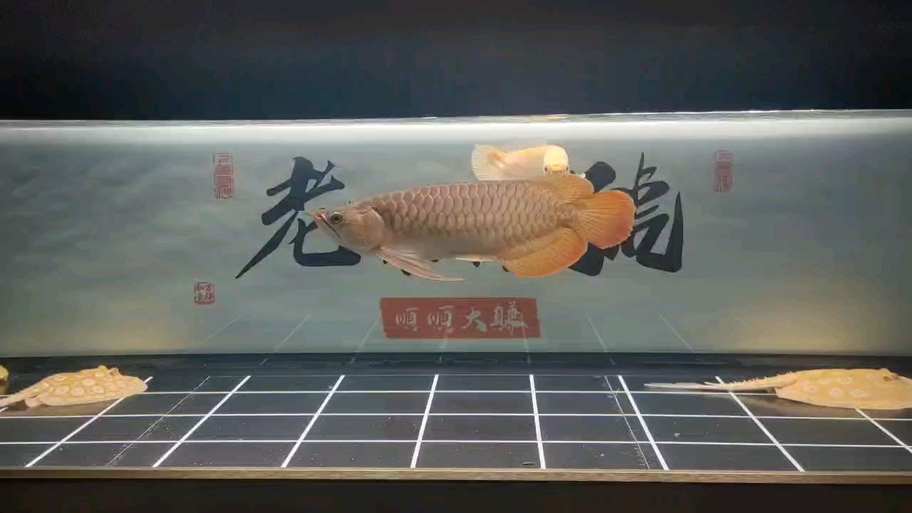 深夜賞魚（深夜賞魚,這可咋001評論：uryretotuuu_） 觀賞魚論壇