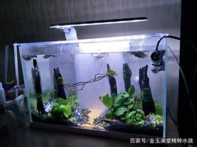 魚缸水很多泡泡是怎么回事視頻 魚缸百科 第1張