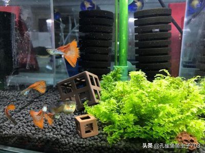 魚缸優(yōu)缺點 魚缸百科 第1張