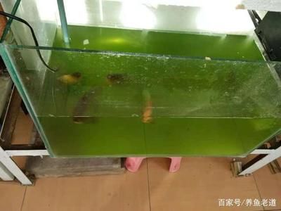 魚缸幾天換水好 魚缸百科 第4張