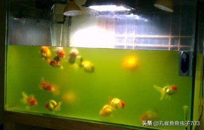 魚缸幾天換水好 魚缸百科 第3張