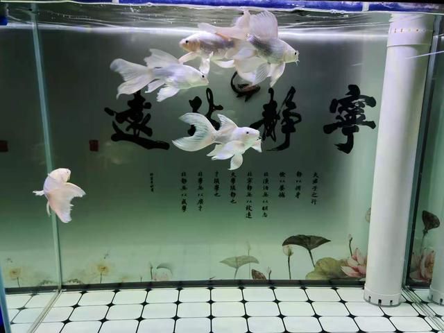 魚(yú)缸怎么挑選好壞 魚(yú)缸百科 第5張