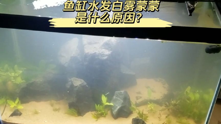 魚缸水發(fā)白是什么原因呢,如何快速解決？ 魚缸百科 第4張