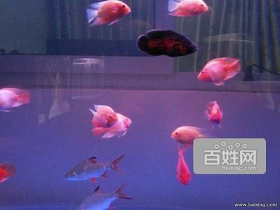 可麗愛魚缸價格 魚缸百科 第1張