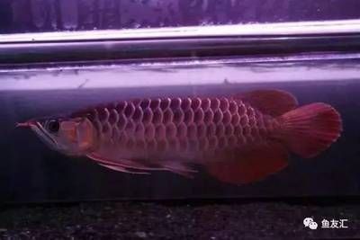 可麗愛魚缸1萬多還不是超白（可麗愛魚缸1萬多還不是超白玻璃） 魚缸百科 第4張