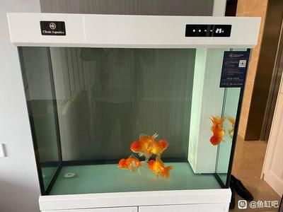 可麗愛魚缸1萬多還不是超白（可麗愛魚缸1萬多還不是超白玻璃）